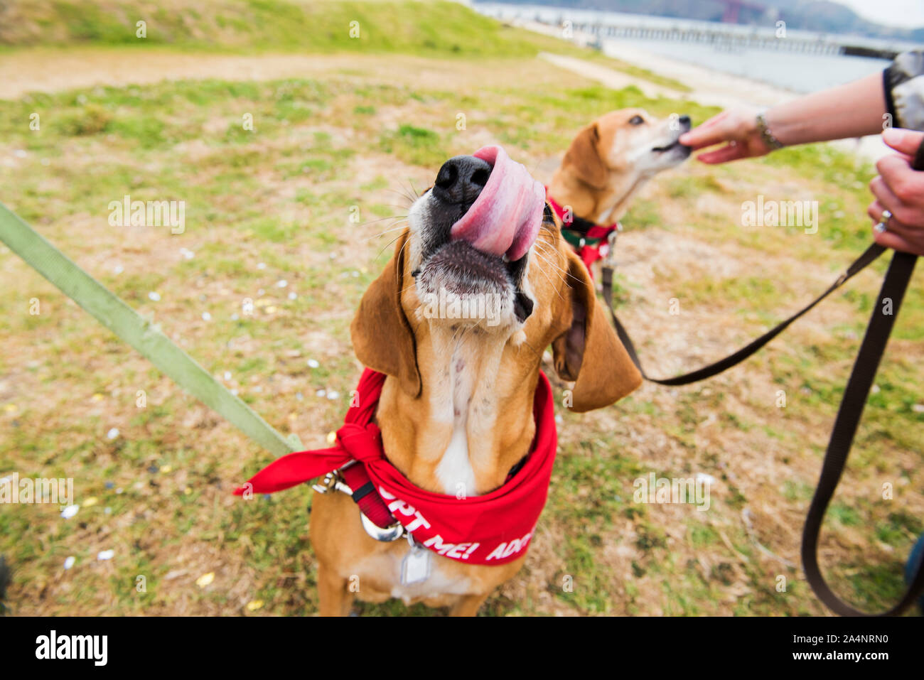 Shelter cane per adozione su una gita al mare Foto Stock