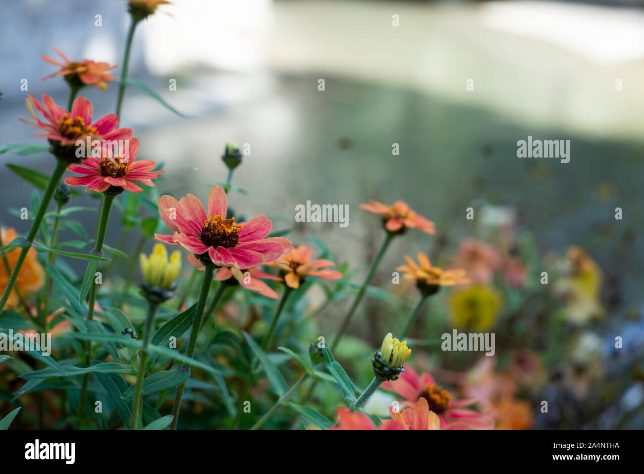 Fiori in Annecy, Francia Foto Stock