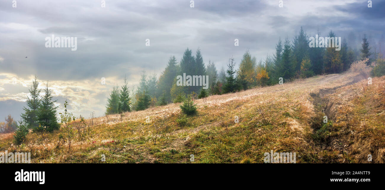 Nuvoloso misty meteo in autunno a sunrise. foresta di haze sul prato con erba spiovente. Foto Stock