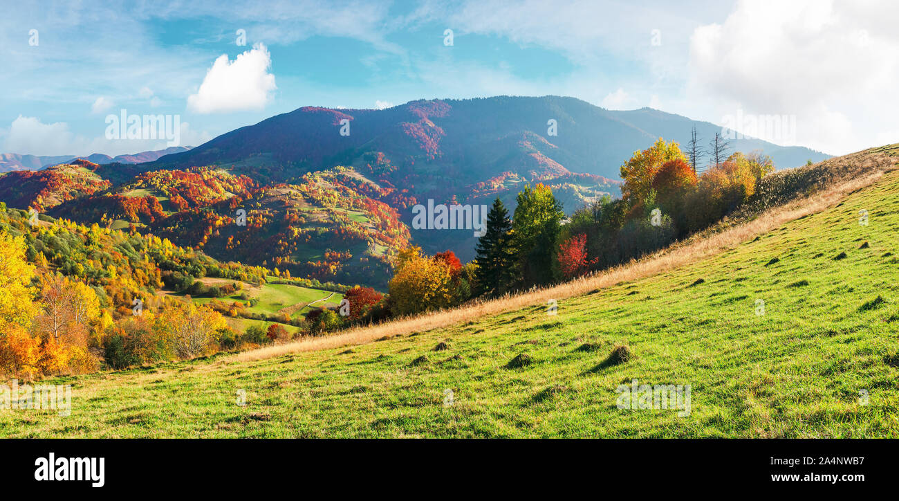 Meraviglioso autunno soleggiata giornata in montagna. vedute panoramiche dei Carpazi paesaggio rurale. alberi a foglie colorate e prato erboso sulla collina. r Foto Stock