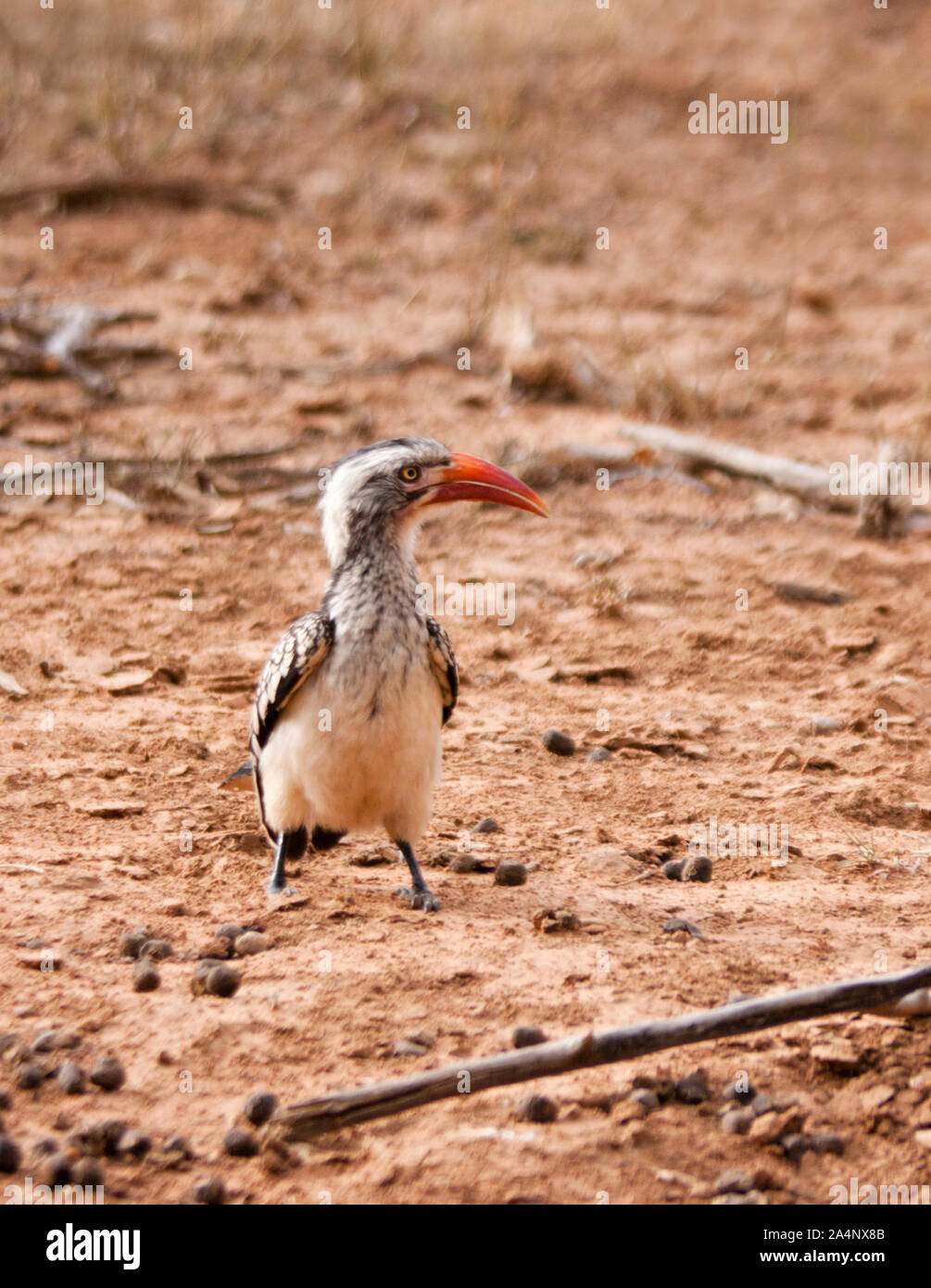 Hornbill uccelli sulla sabbia sul terreno, Botswana, Africa. Foto Stock