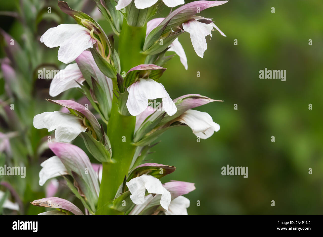 Bear's calzoncini fiori in fiore in primavera Foto Stock