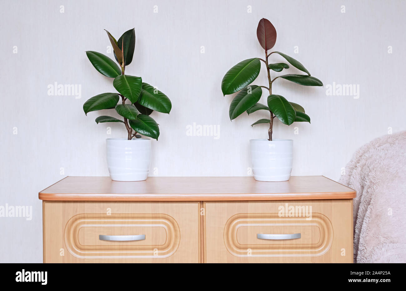Due i vegetali di Ficus in ceramica bianca fioriere stand su una cassettiera in camera. Ficus elastica in l'interno della camera. Foto Stock