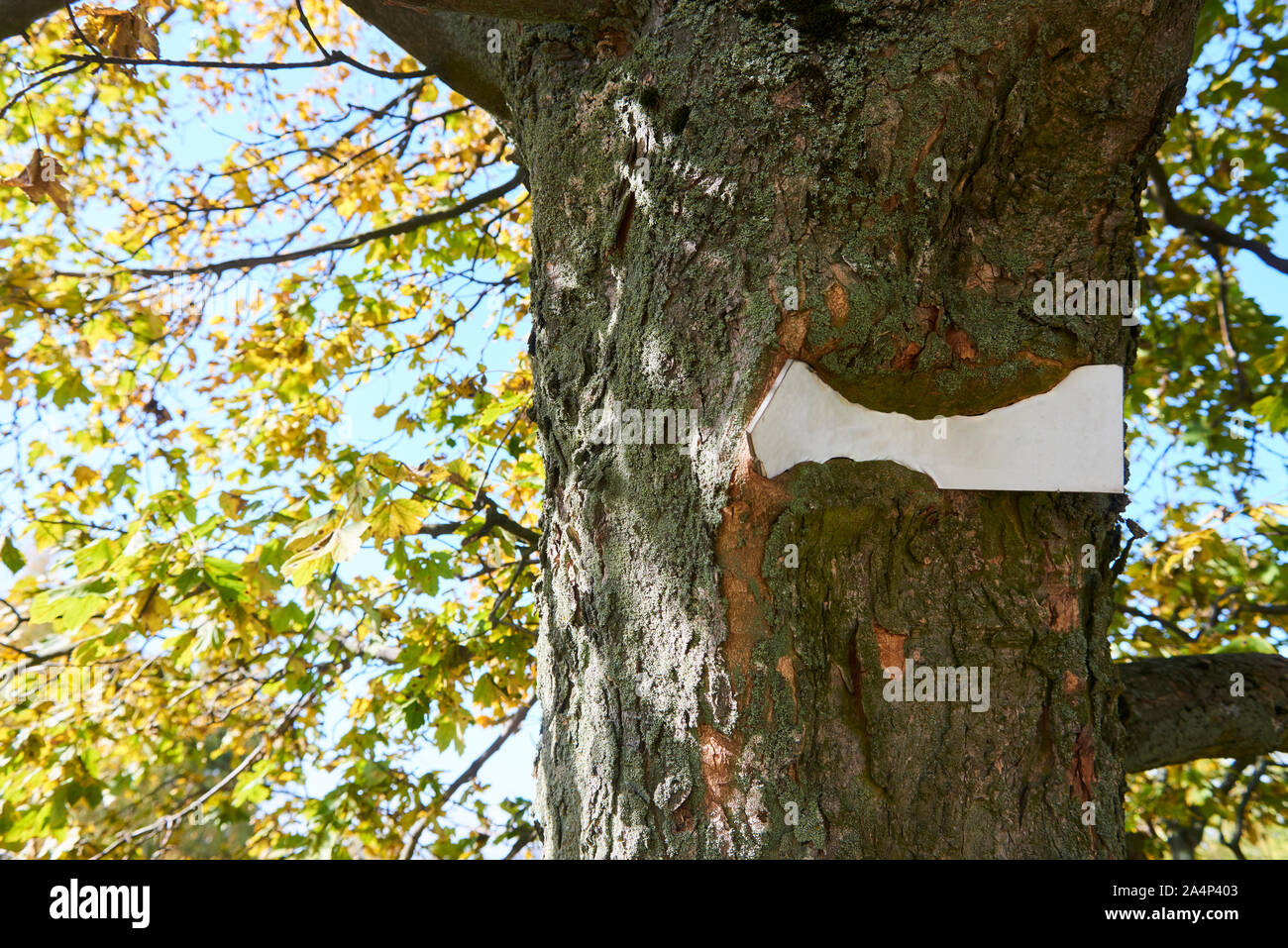 Segno bloccato all'interno di albero che cresce intorno esso. Alberi visibili sullo sfondo, il tronco incapsula il segno vuoto della piastra Foto Stock