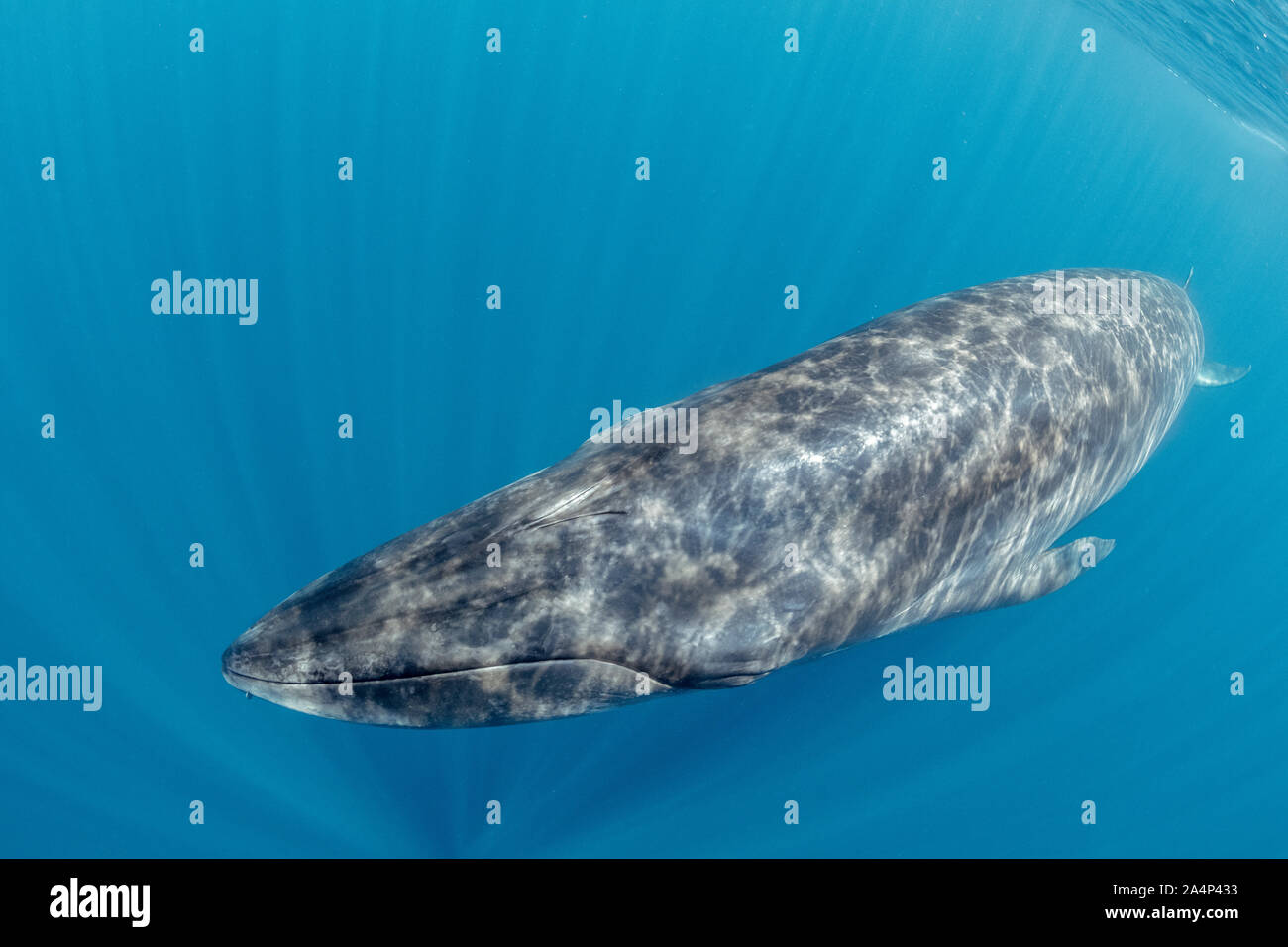 Bryde la balena, Balaenoptera edeni, Trincomalee, Provincia Orientale, Sri Lanka, Baia del Bengala, Oceano Indiano Foto Stock