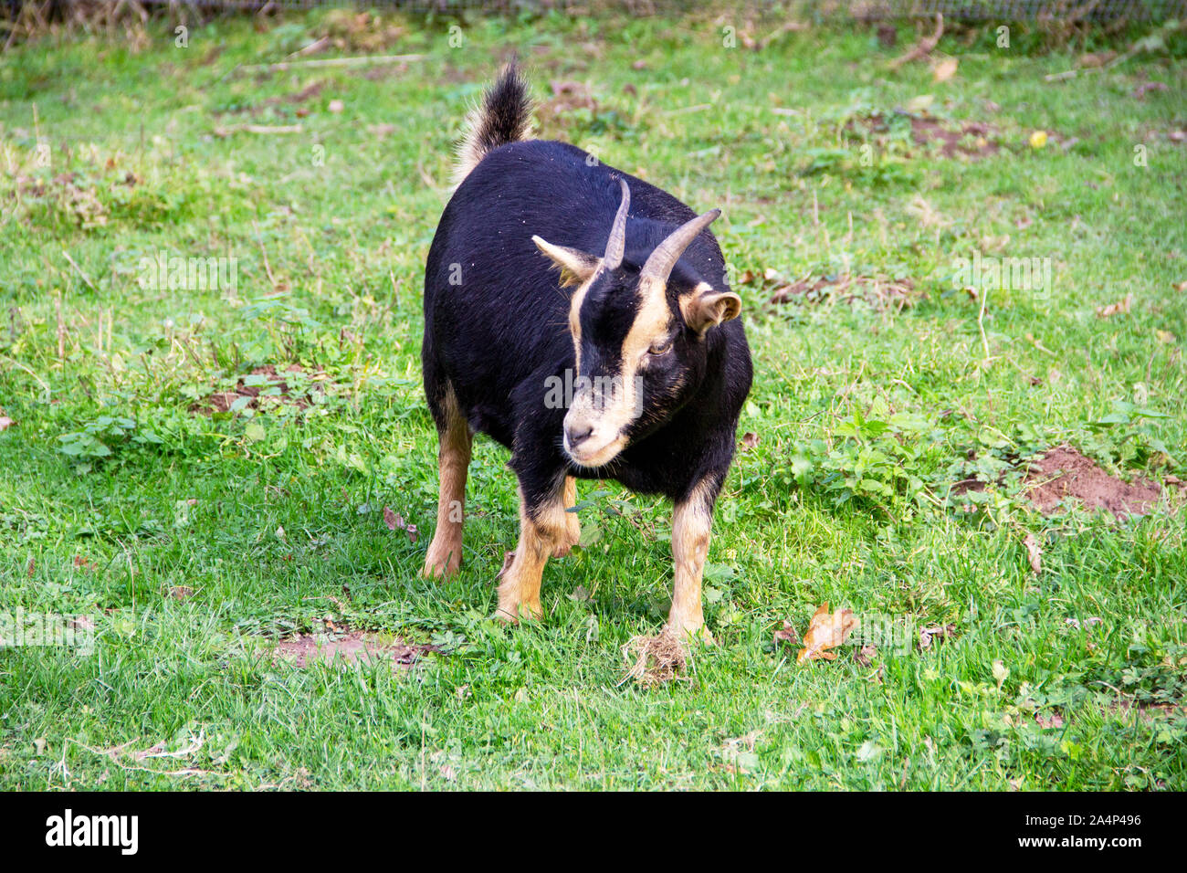 Vista di un nero corno di capra la Foresta Turingia capra Foto Stock