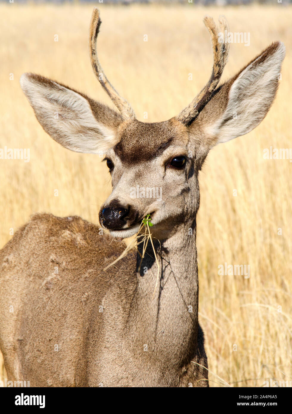 Deer Buck sulla pianure erbose del Colorado orientale Foto Stock
