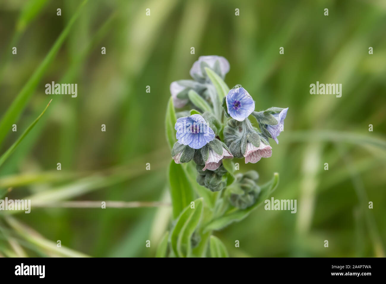 Blue Hound linguetta della fioritura in primavera Foto Stock