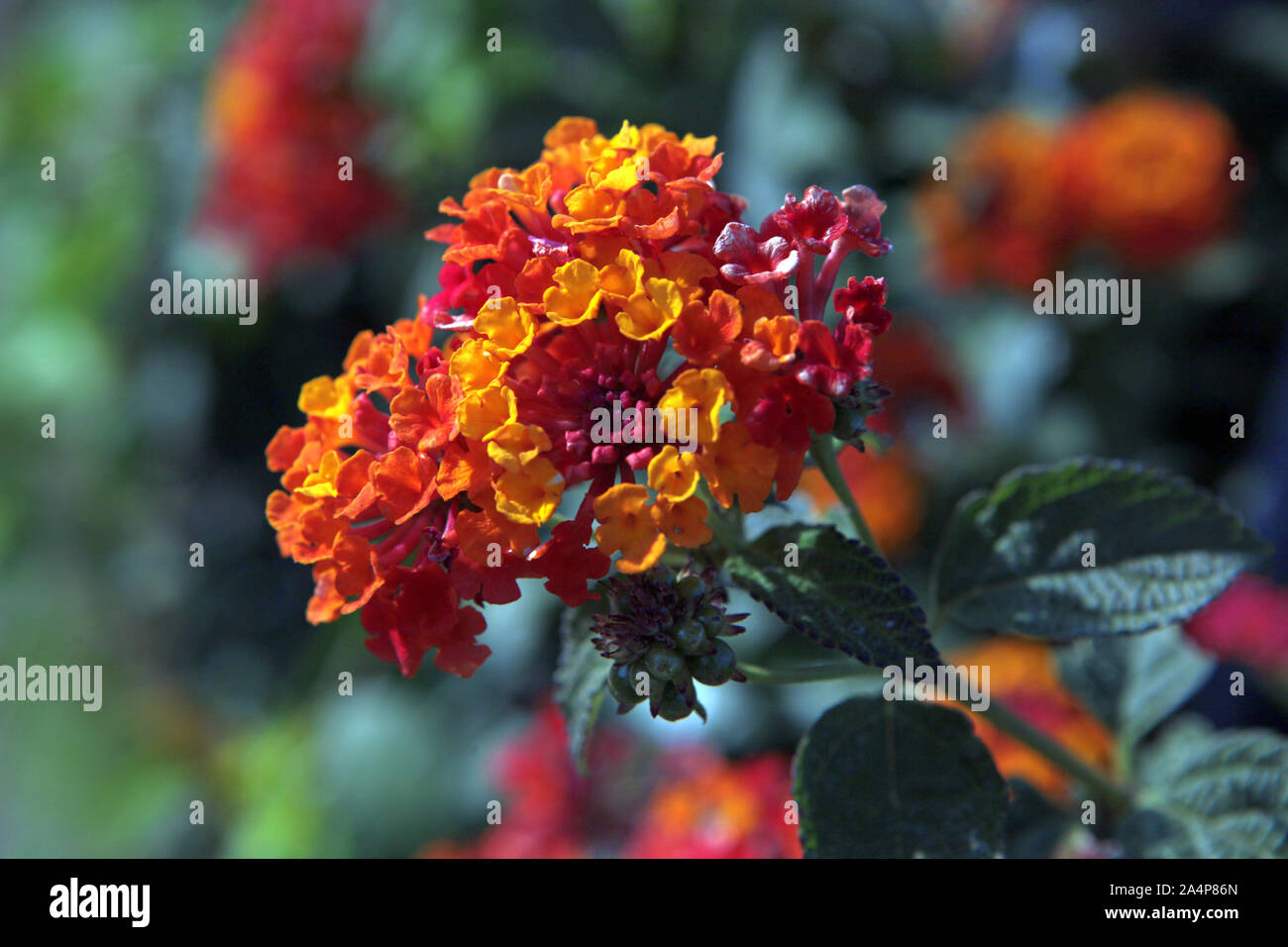 Fiori d'arancio dolce osmanthus presso il giardino Foto Stock