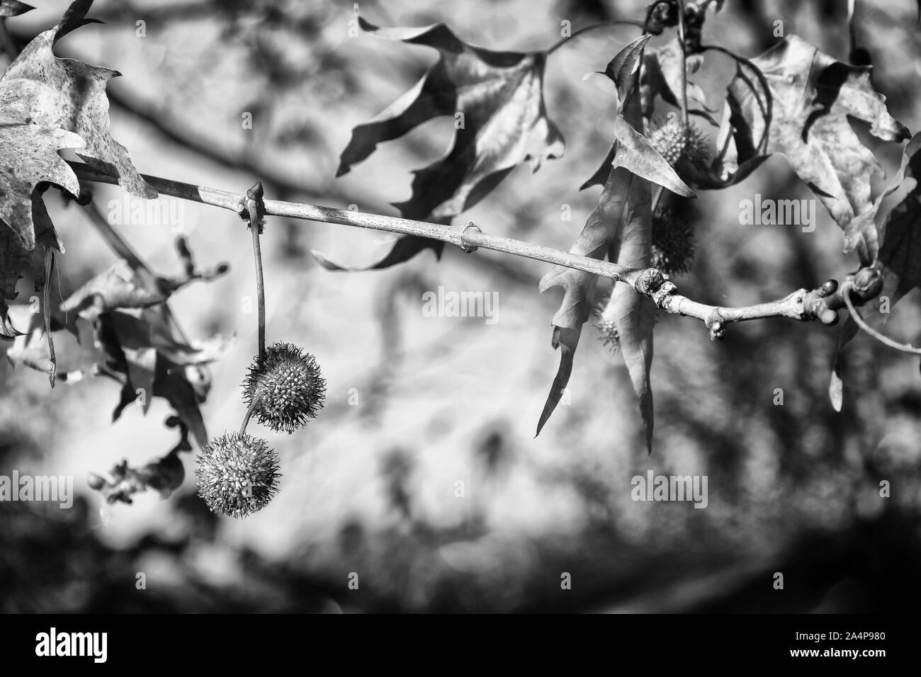 Autunno, giallo e marrone e foglie degli alberi al sole. Cambiamento delle stagioni. Foto Stock