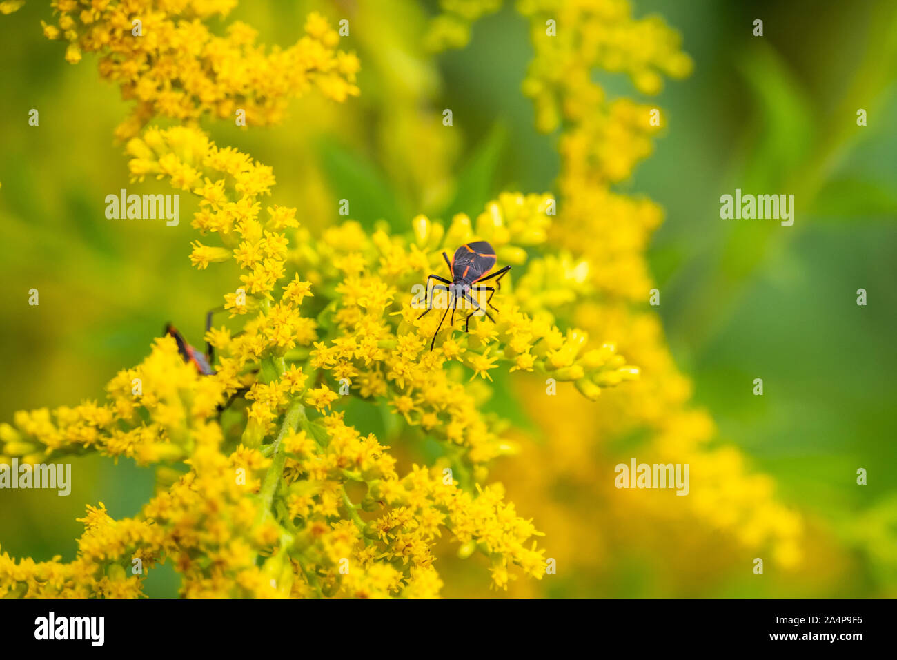 Boxelder Bug su fiori di oro Foto Stock