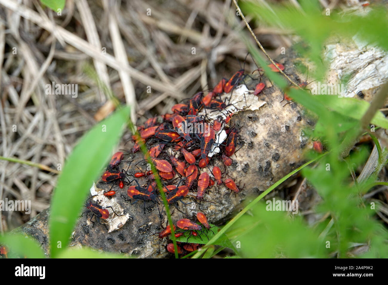 Boxelder Bugs sciamare sul log Foto Stock