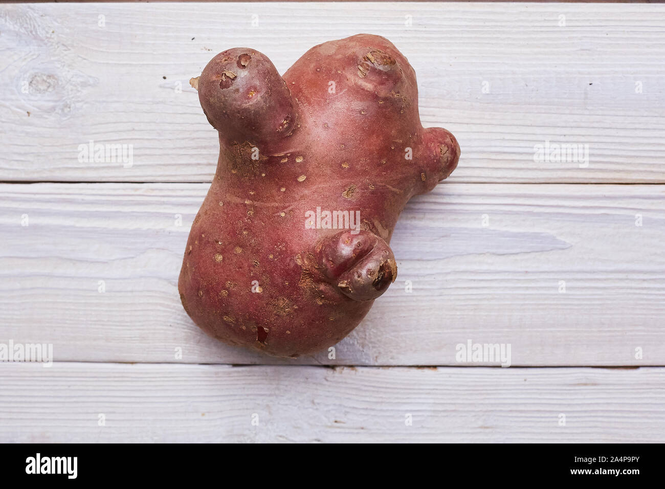 Grande brutto mutante patata irregolare sul bianco backgraund in legno. Respinto il cibo nei mercati memorizza concetto. Bassa qualità di alimenti. Foto Stock