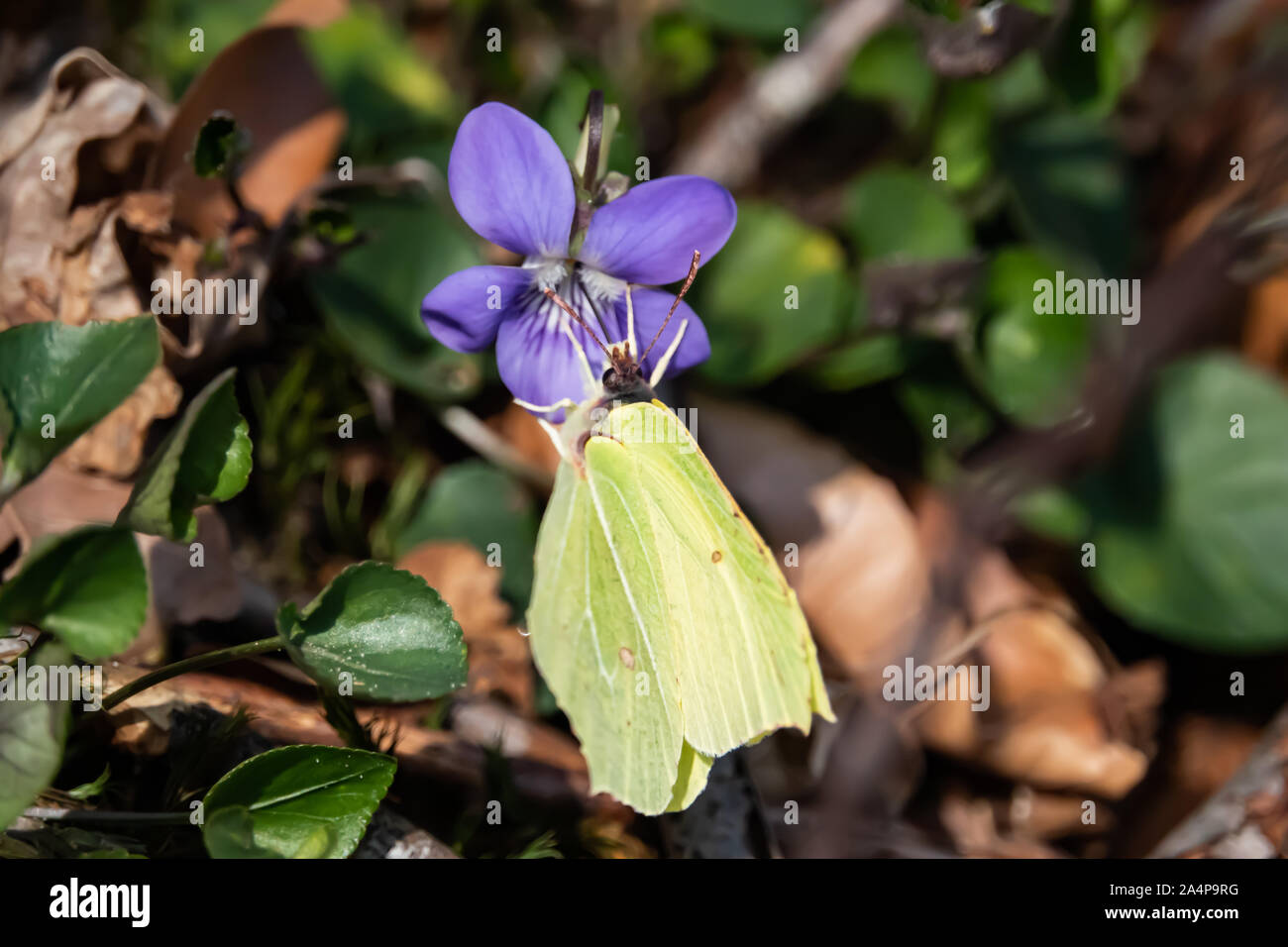 Comune di Brimstone Butterfly su Viola fiore in primavera Foto Stock