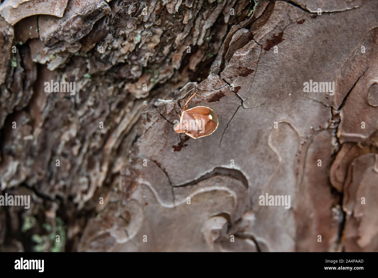 Protezione marrone Bug su albero di pino in inverno Foto Stock