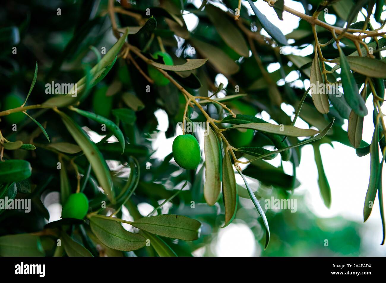 Albero di olivo ramo con frutti maturi. Turchia, Izmir. Foto Stock