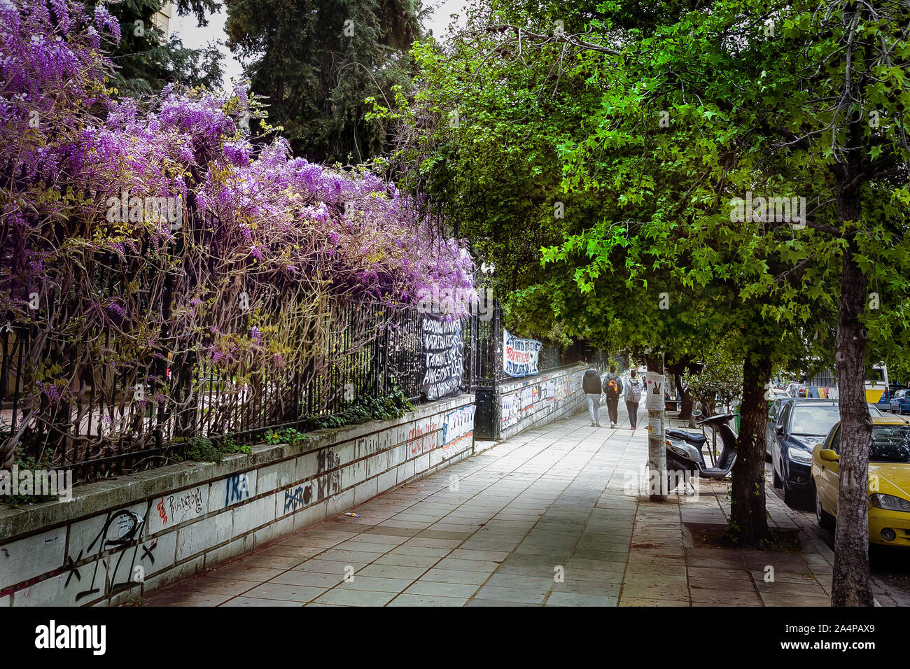 Fioritura Wisteria sulla strada a Salonicco. La Grecia. Foto Stock