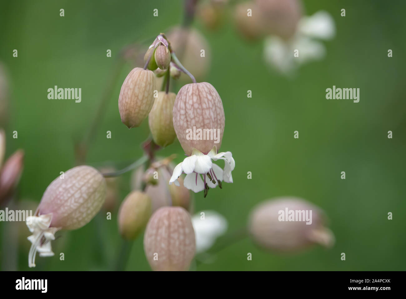 La vescica Campion i fiori in fiore in primavera Foto Stock
