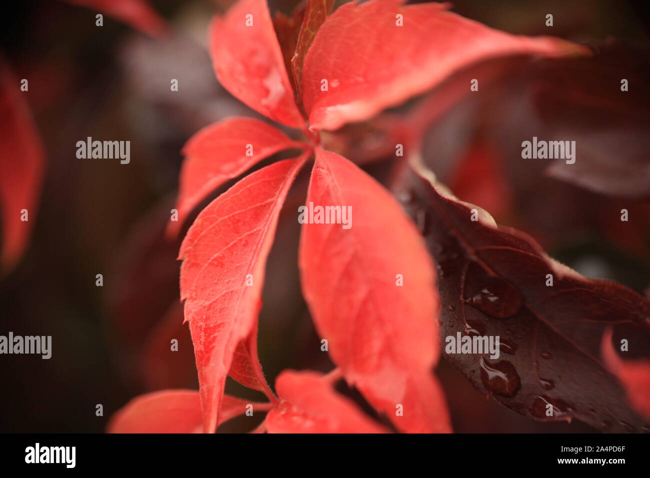 Close-up nel giardino dopo la pioggia. Può sembrare incredibile, ancora il collegamento con la natura può migliorare la vostra salute mentale. Foto Stock