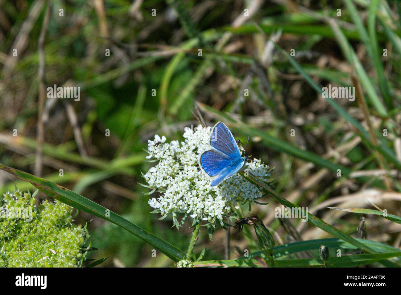 Un comune maschio blue butterfly (Polyommatus icarus) Foto Stock