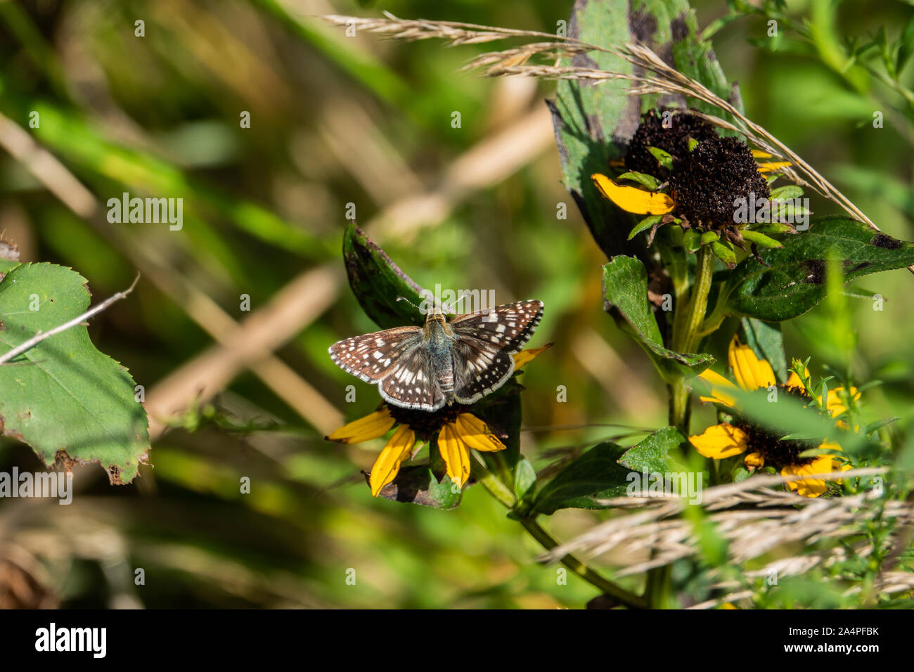 Skipper a scacchi su Coneflower in estate Foto Stock