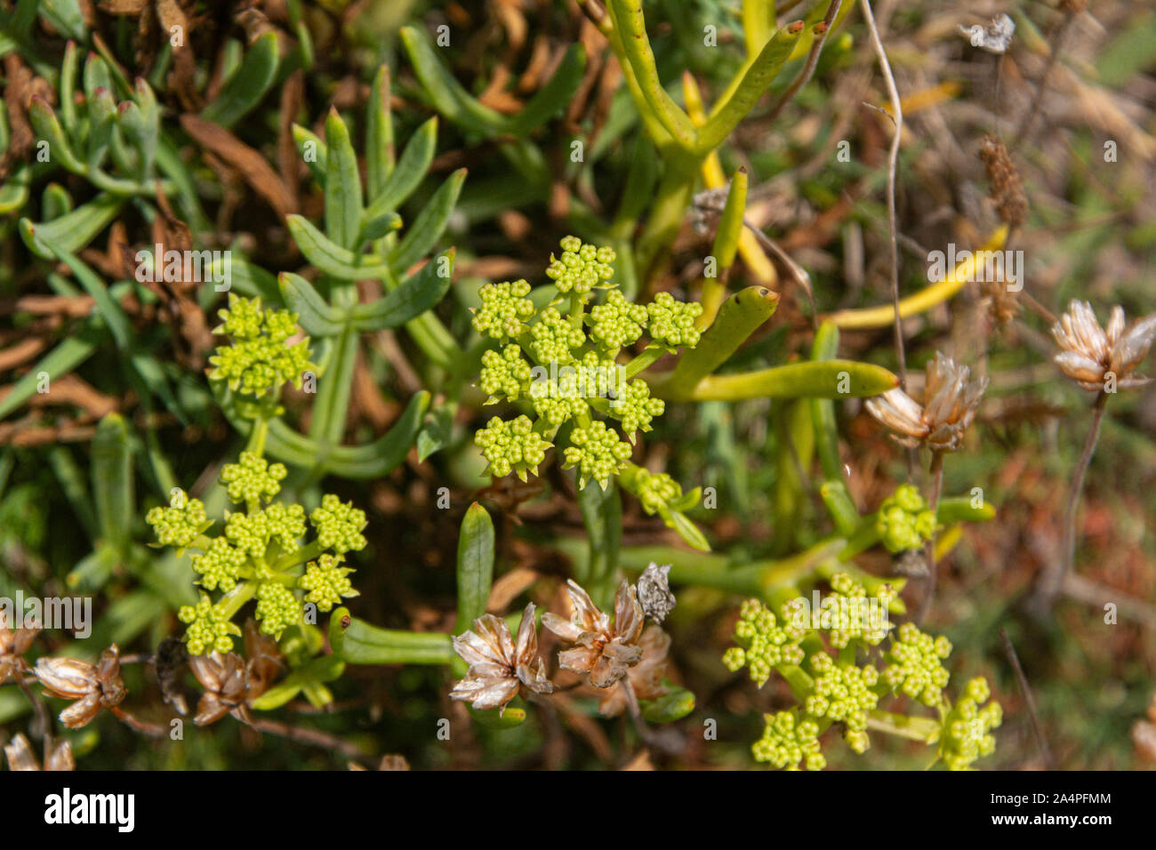 La greeny fiori gialli di un rock samphire (Crithmum maritimum) Foto Stock
