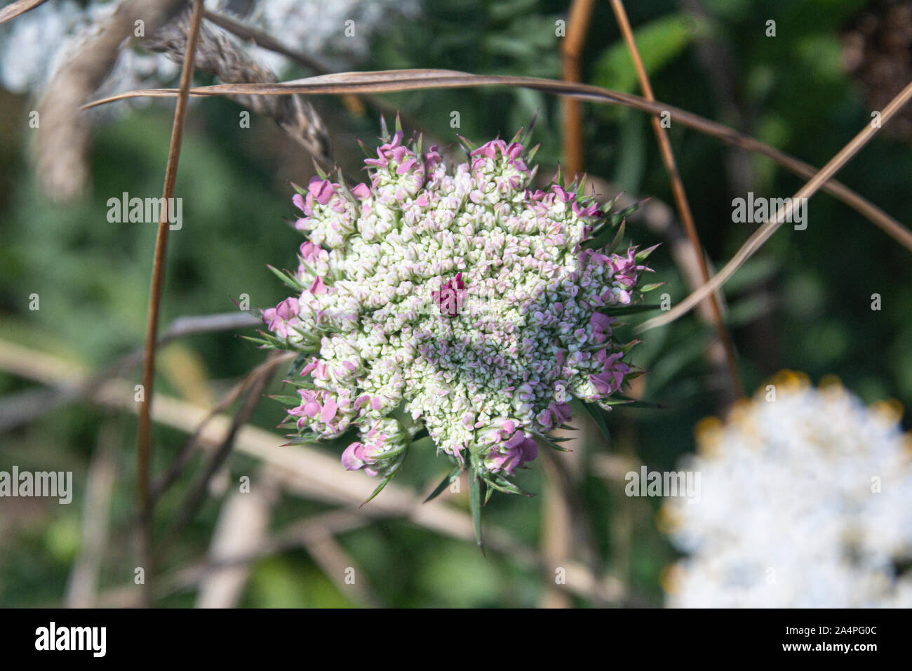L'ombrella di un selvaggio carota (Daucus carota) Foto Stock