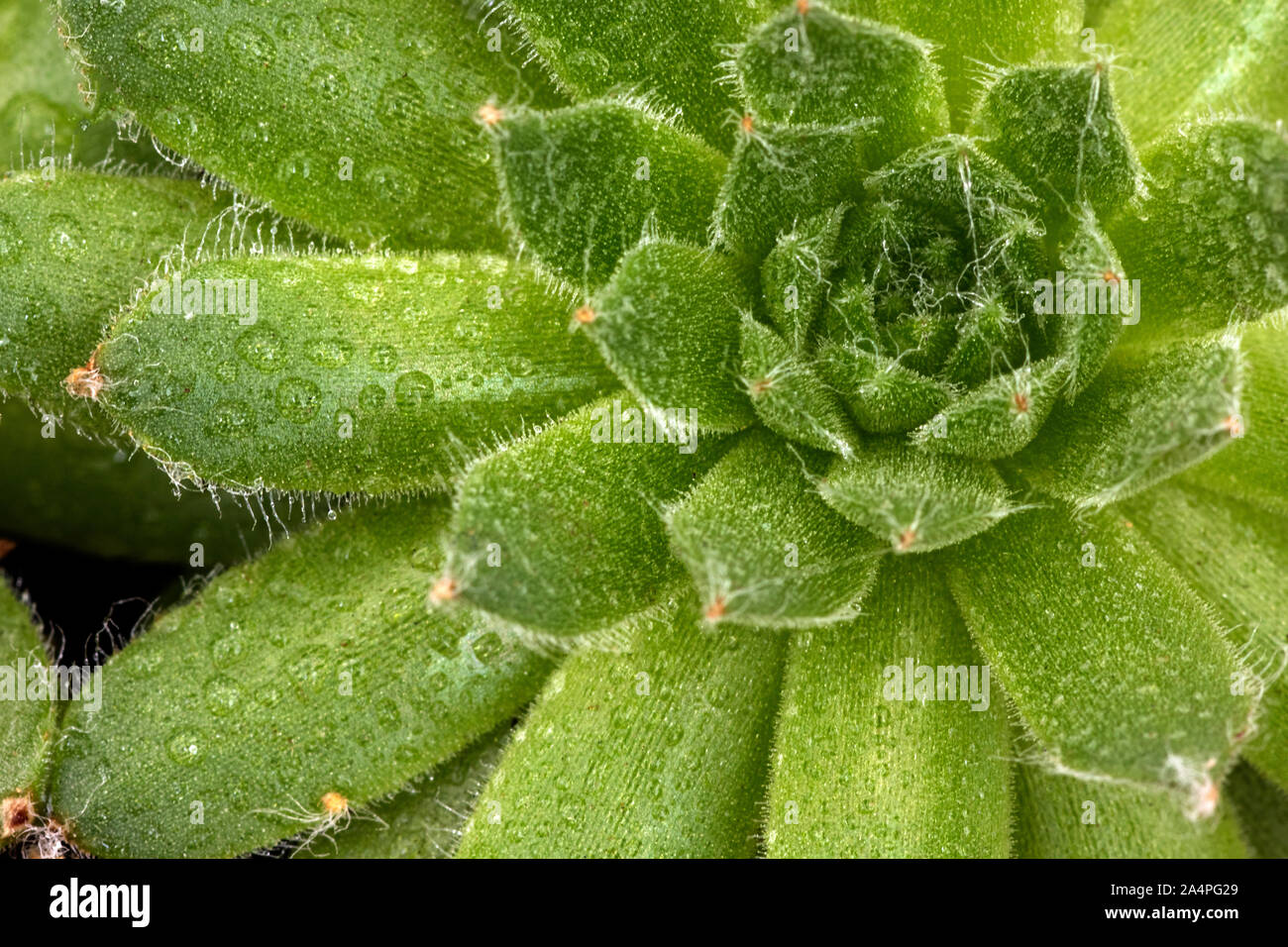 Immagine macro di piante succulente con goccioline di acqua Foto Stock