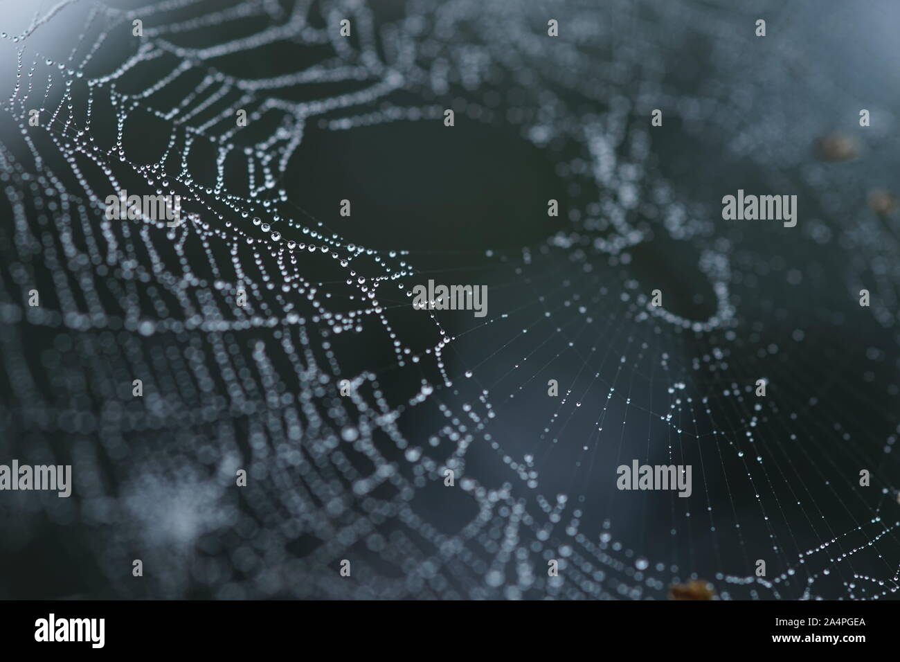 Spider Web in gocce di pioggia, la macro immagine Foto Stock