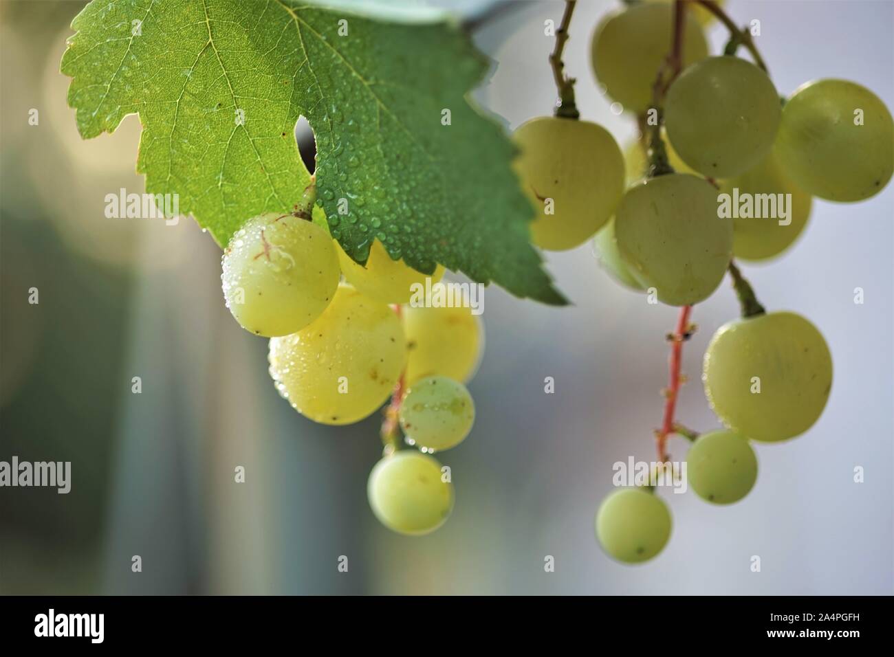 Mature di uva verde foglia con sui tralci. Foto Stock