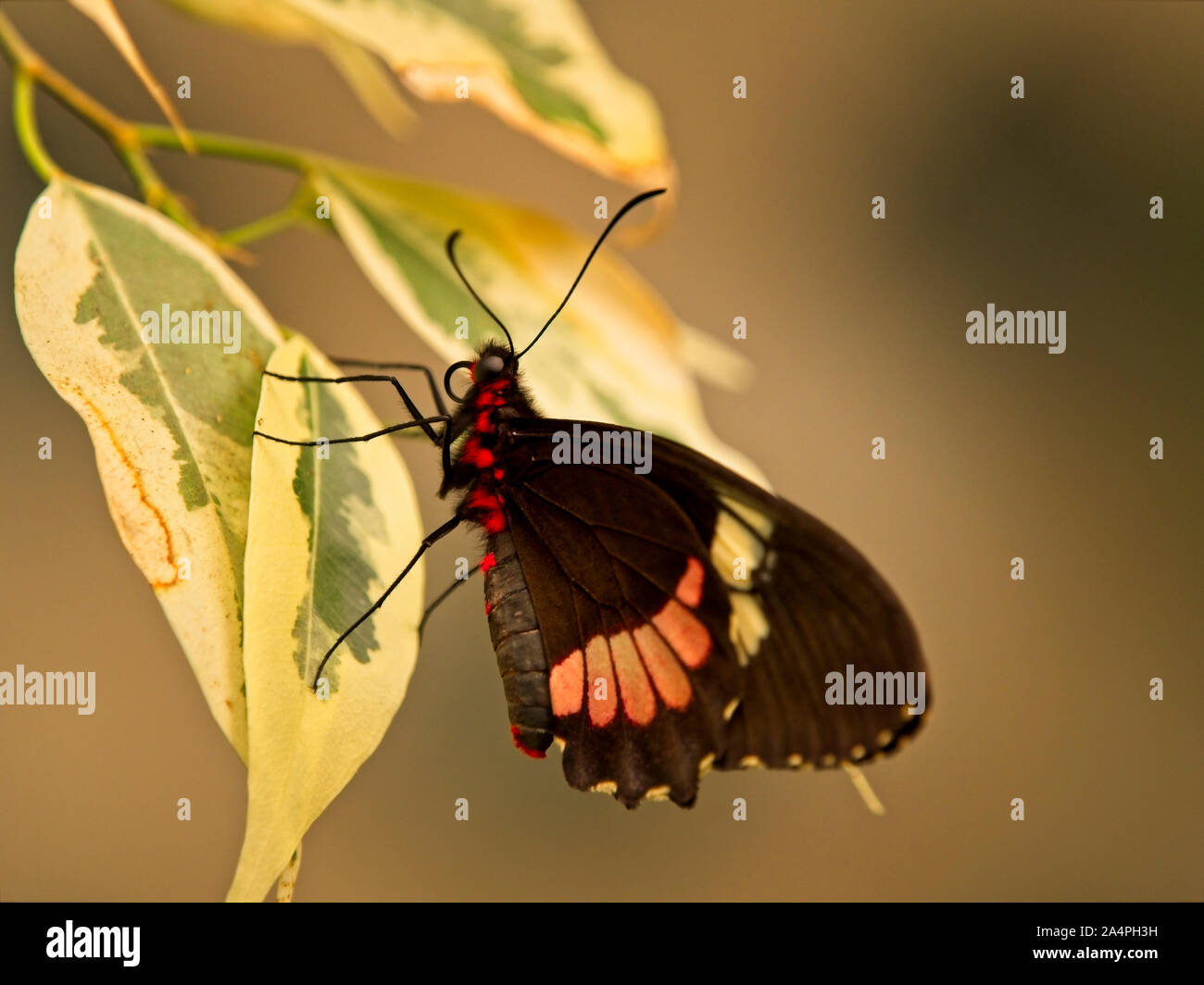 Cuore del bestiame butterfly (Parides iphidamas) specie di farfalle della famiglia Papilionidae Foto Stock