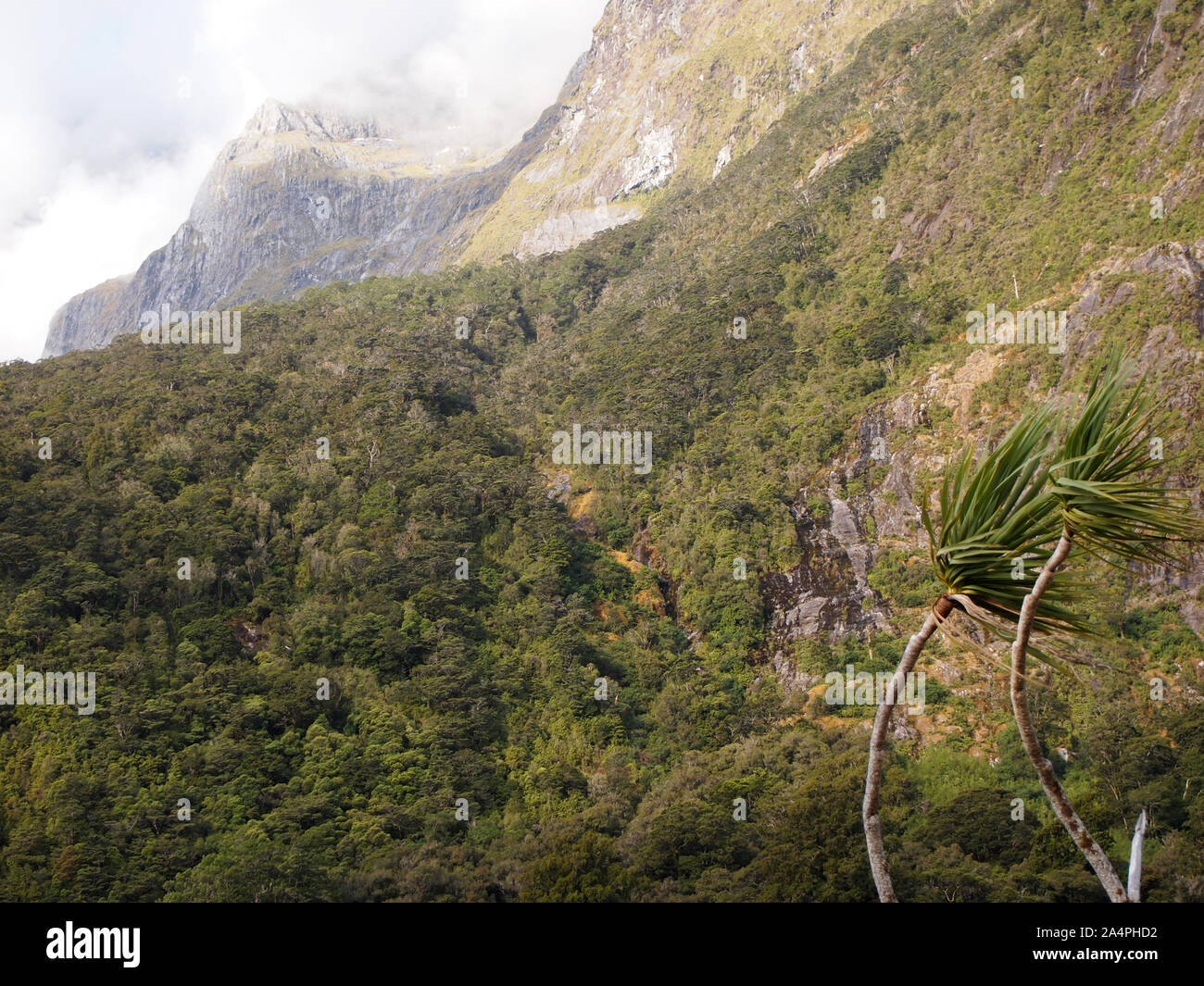 Montagna incontaminata e foreste pluviali temperate habitat nel Parco Nazionale di Fiordland, Isola del Sud della Nuova Zelanda Foto Stock