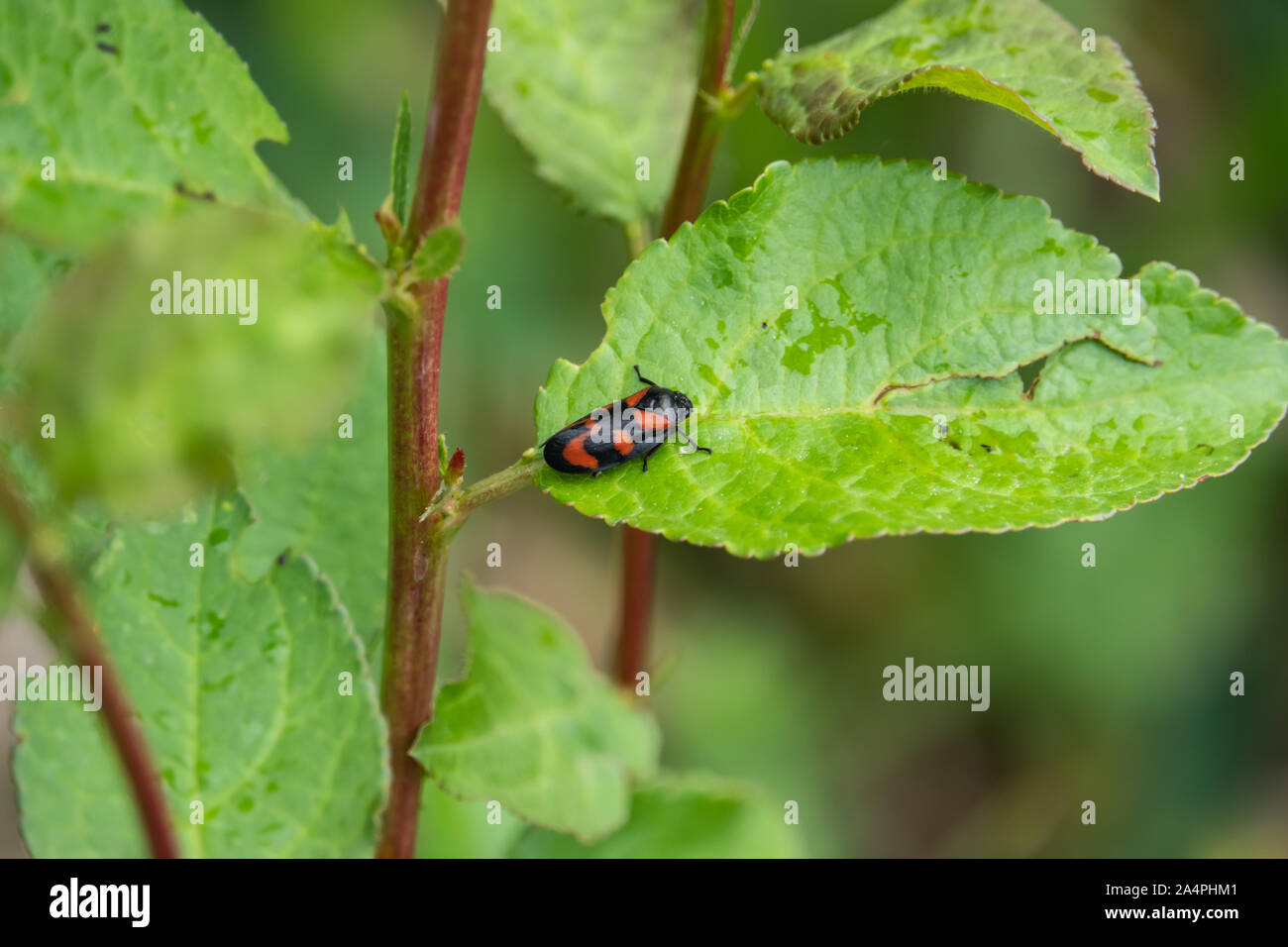 Rosso e Nero Froghopper sulla foglia di primavera Foto Stock