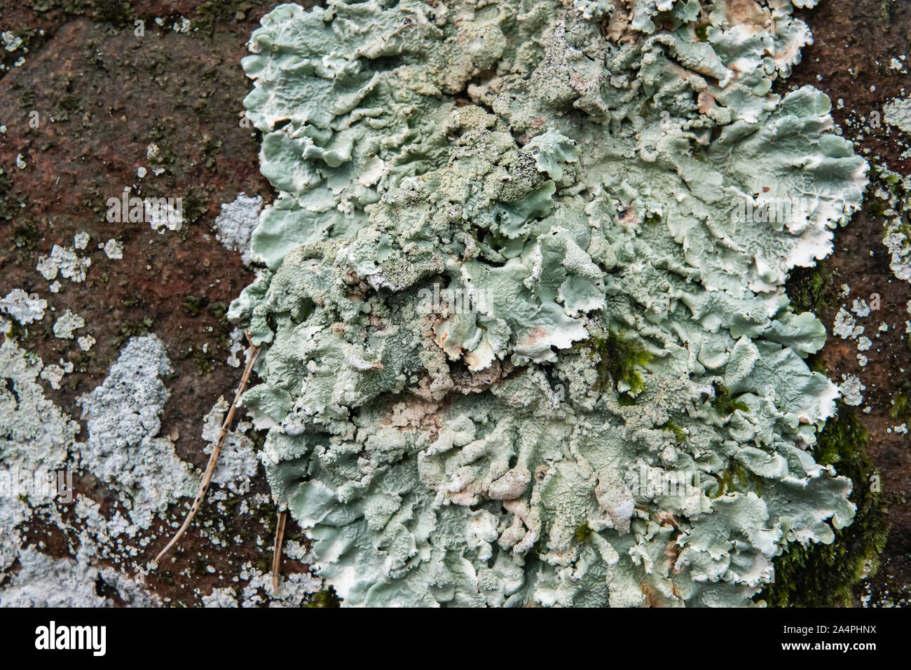 Comune Lichene Greenshields in inverno Foto Stock