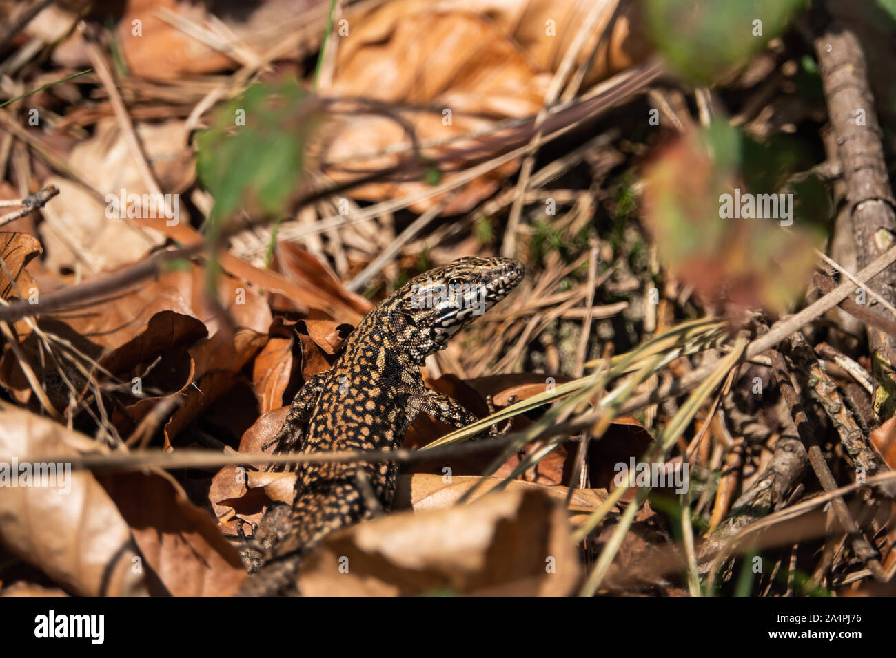 Parete comune Lizard in primavera Foto Stock
