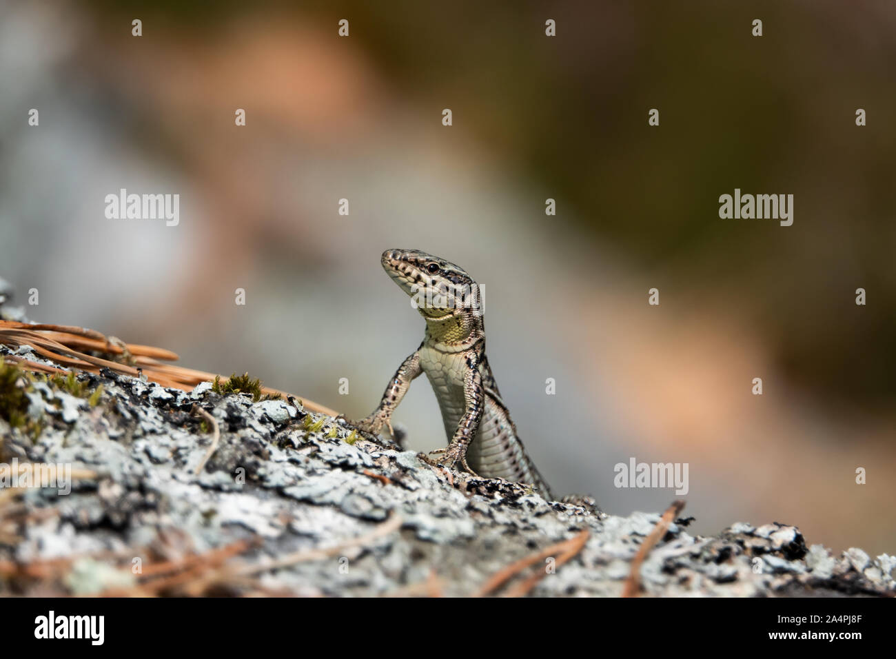 Parete comune lucertola su roccia Foto Stock