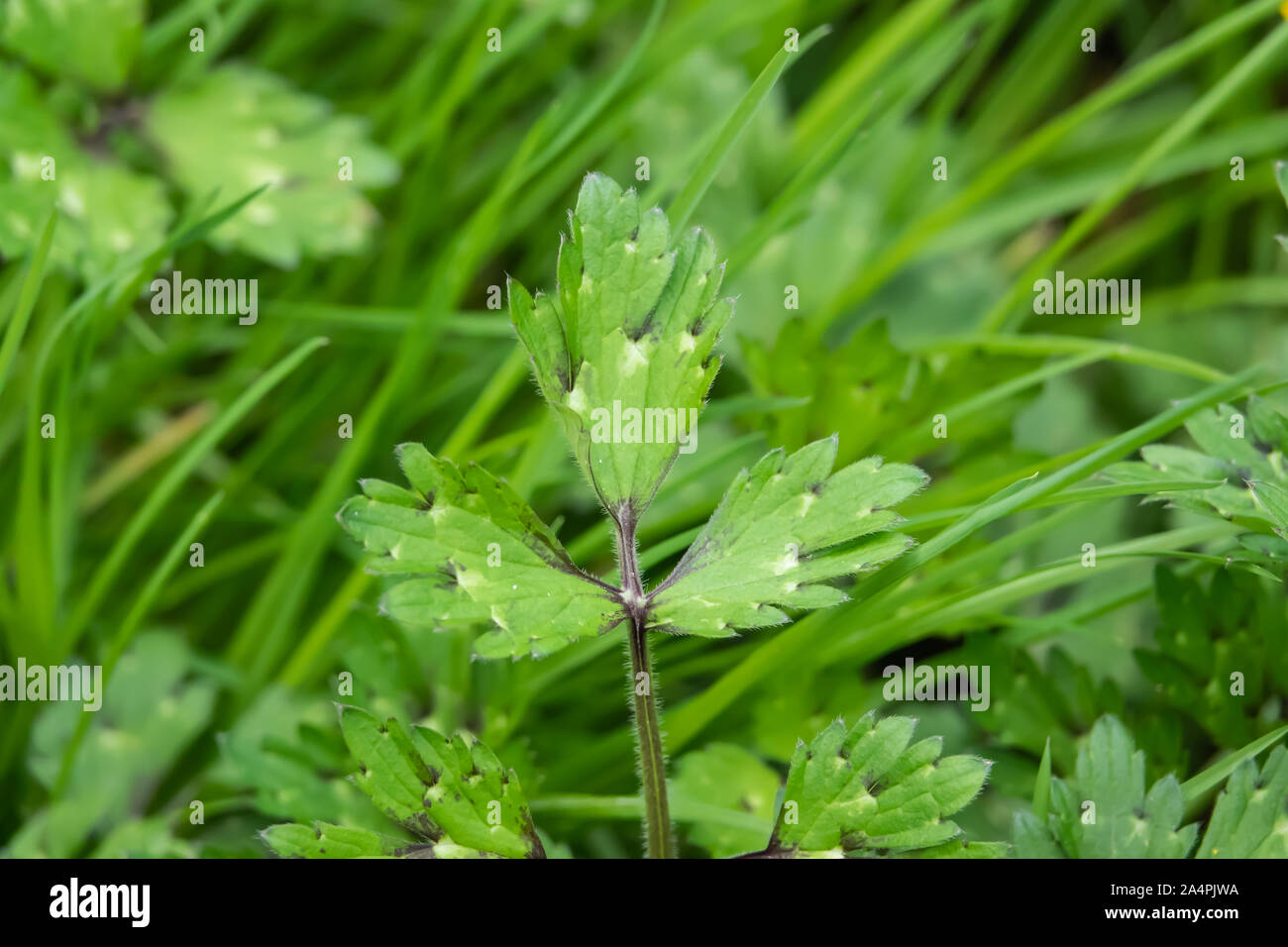Ranuncolo strisciante foglie in primavera Foto Stock