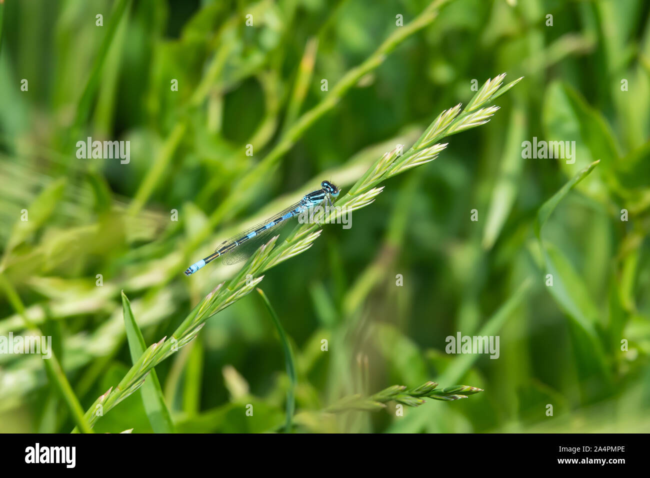 Damselfly dolce riposo in primavera Foto Stock
