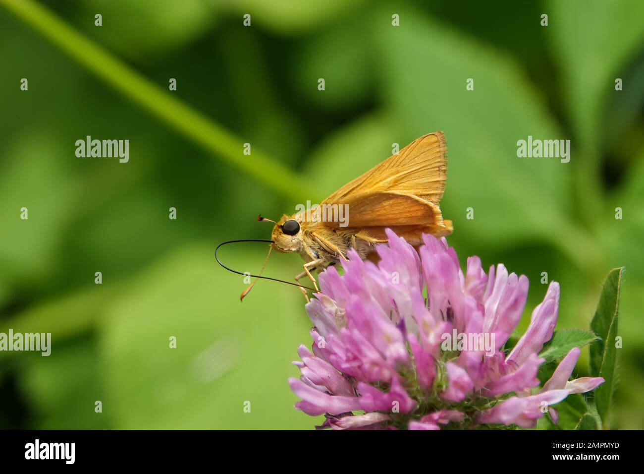 Delaware Skipper su trifoglio rosso fiore Foto Stock