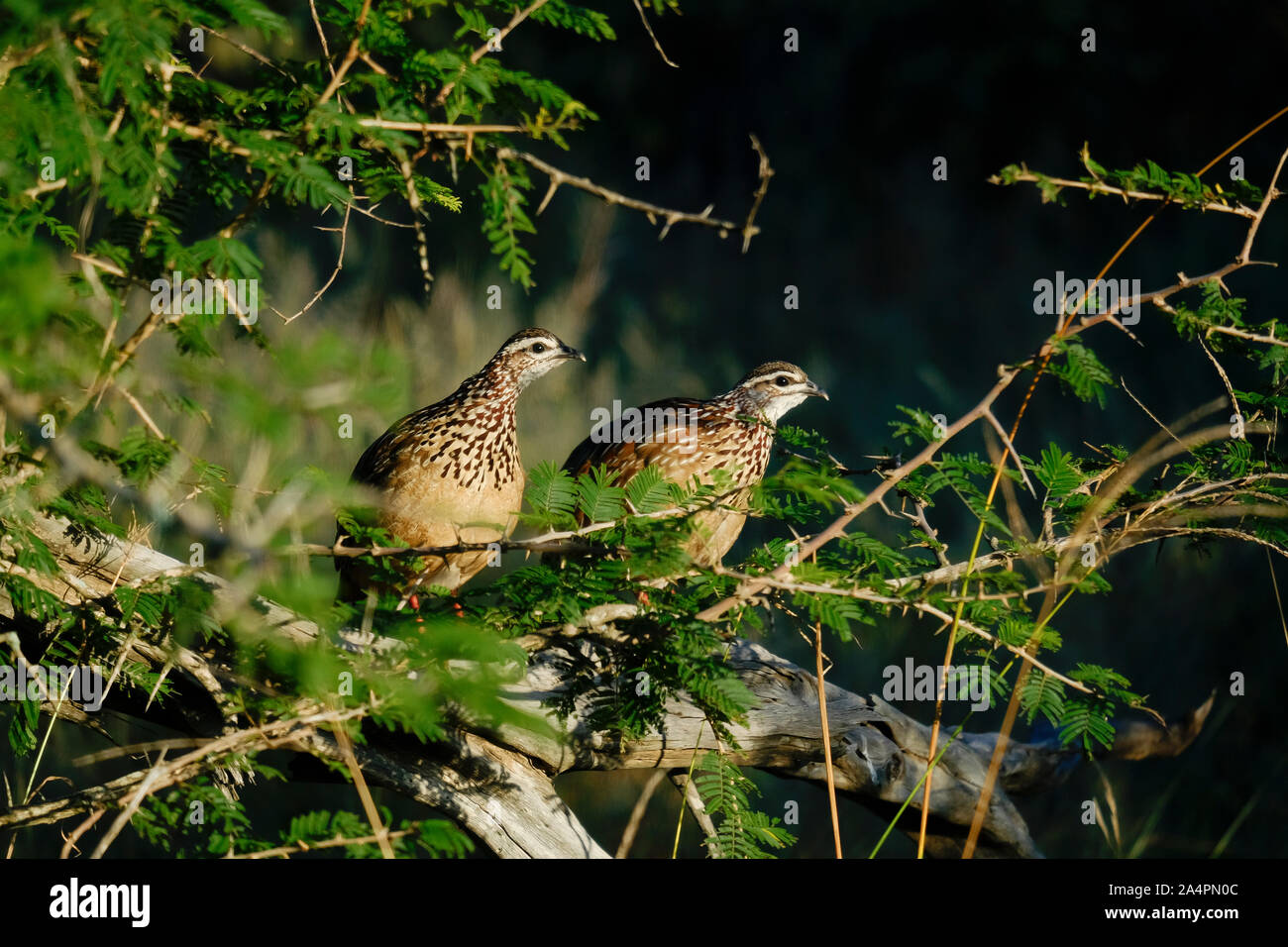 Due Crested Francolin in piedi su un ramo Foto Stock