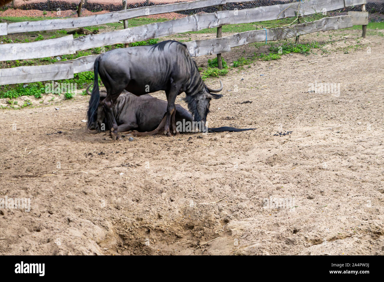 Due wildebeests in una riserva Foto Stock