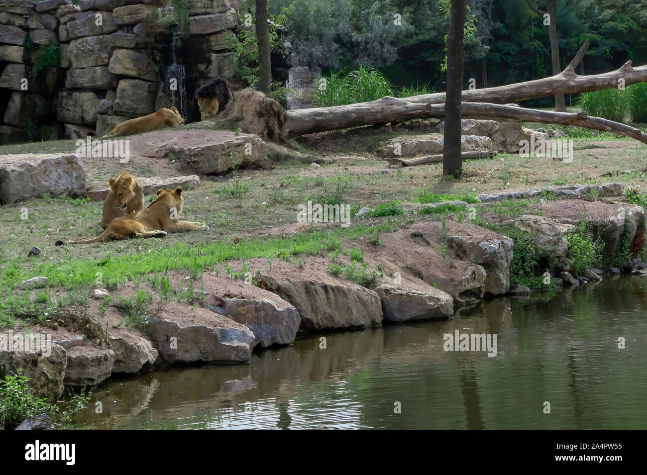 Lion giovane e per i loro figli nella natura Foto Stock