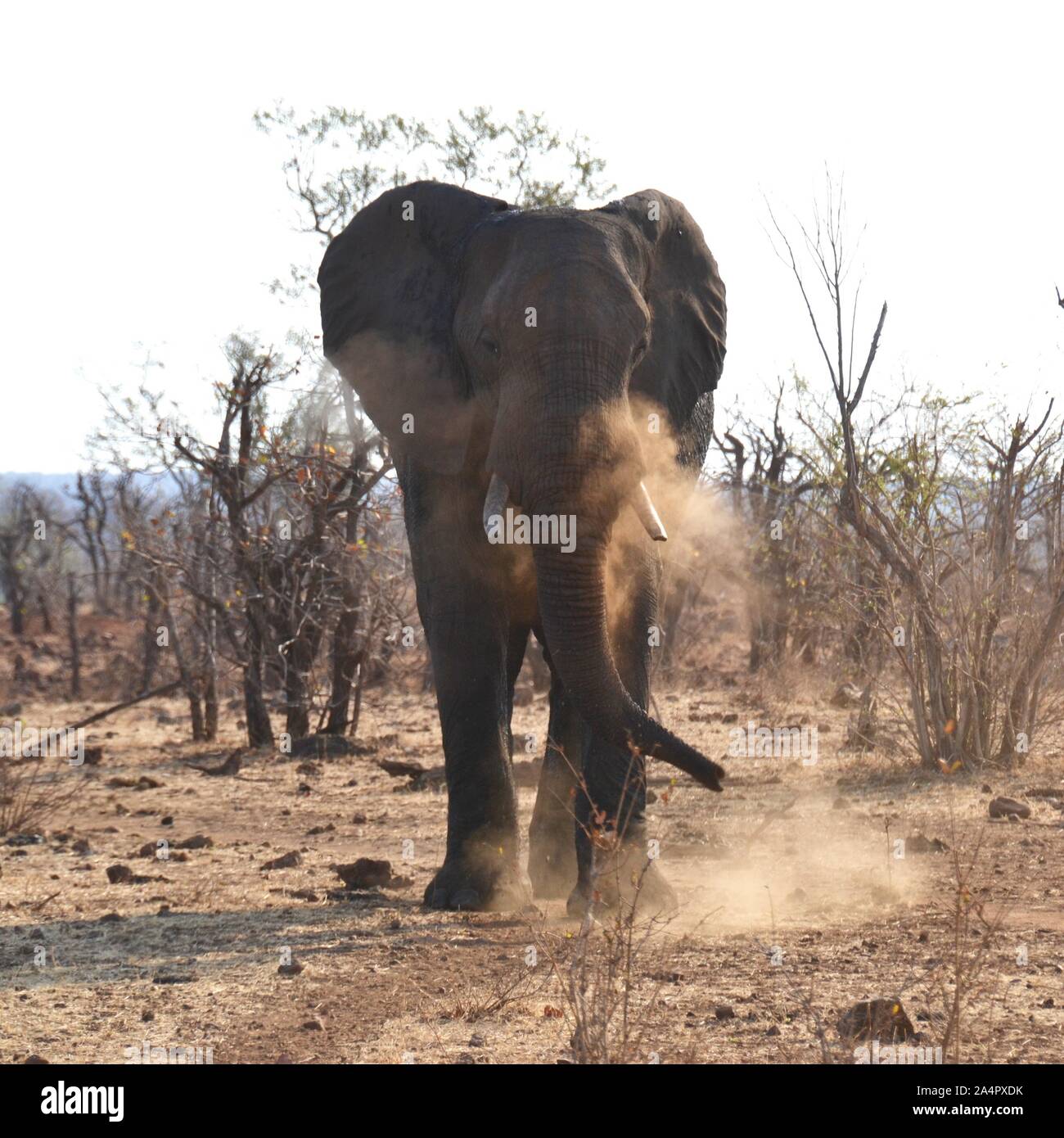 Grande wild elefante africano con grandi zanne creando un bagno di polvere per se stessa a secco di arida savana inverno nel Parco Nazionale di Kruger in Sud Africa Foto Stock