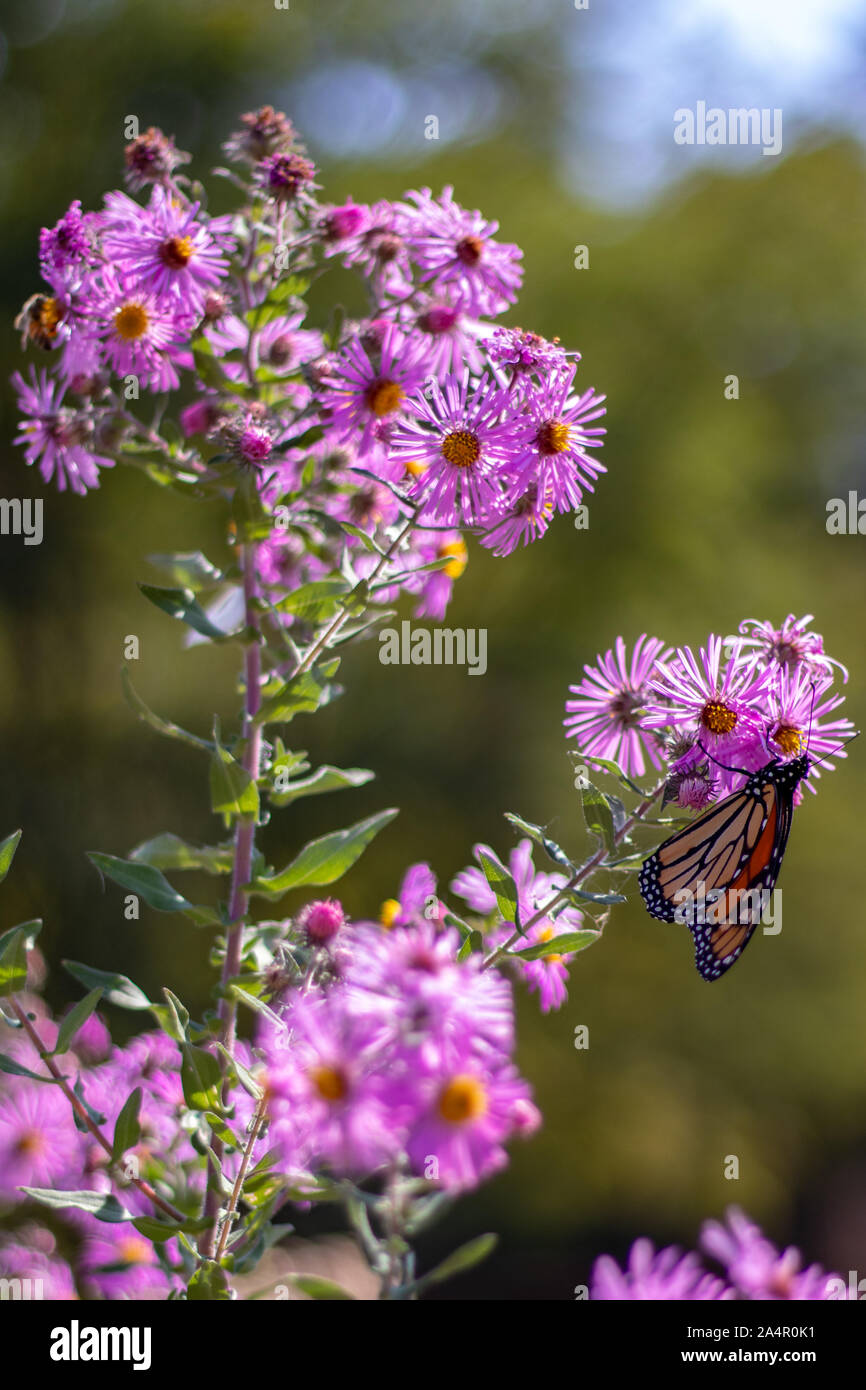 Butterfly appeso su un fiore Foto Stock