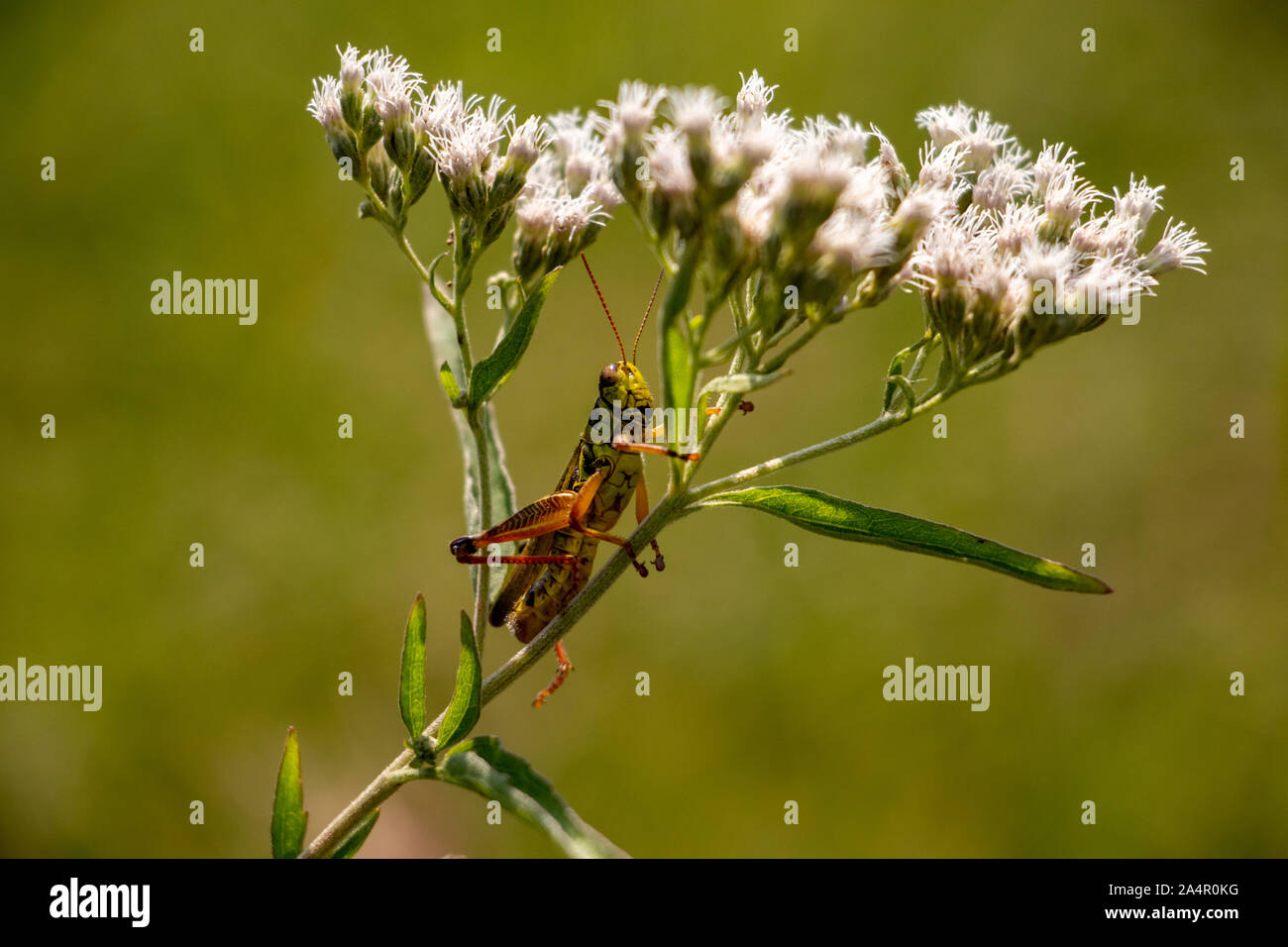 Grasshopper rilassante su un fiore Foto Stock