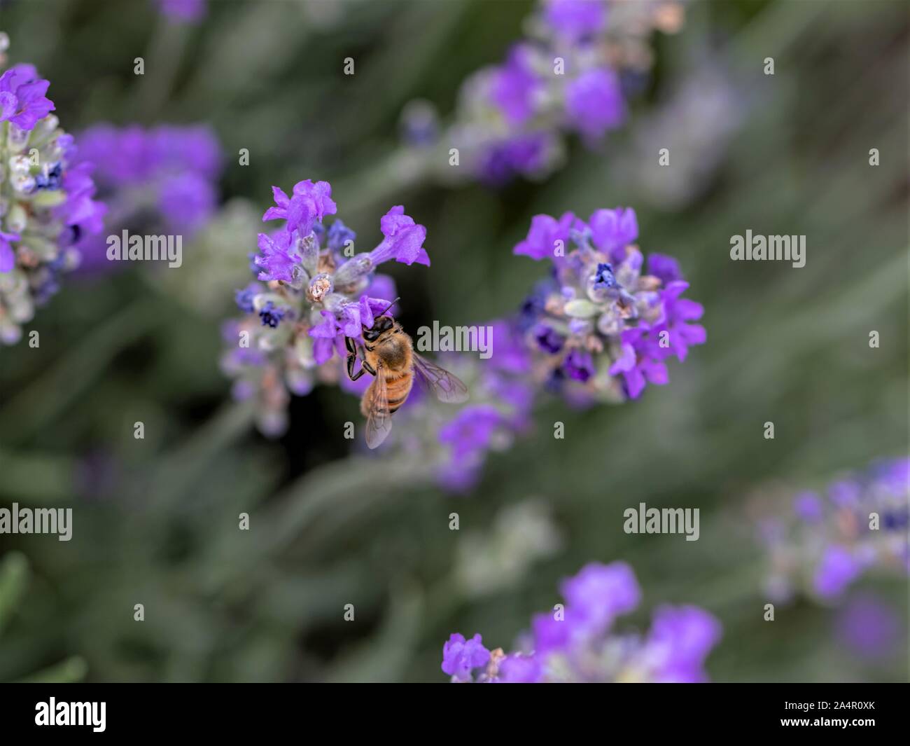 Il miele delle api su fiori di lavanda. Foto Stock