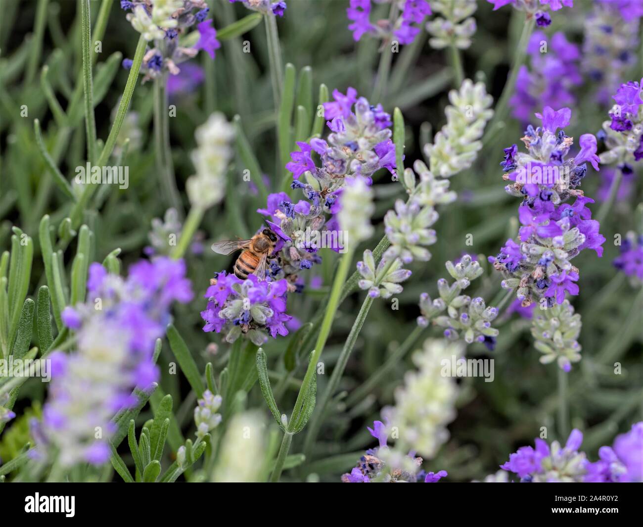 Il miele delle api su fiori di lavanda. Foto Stock