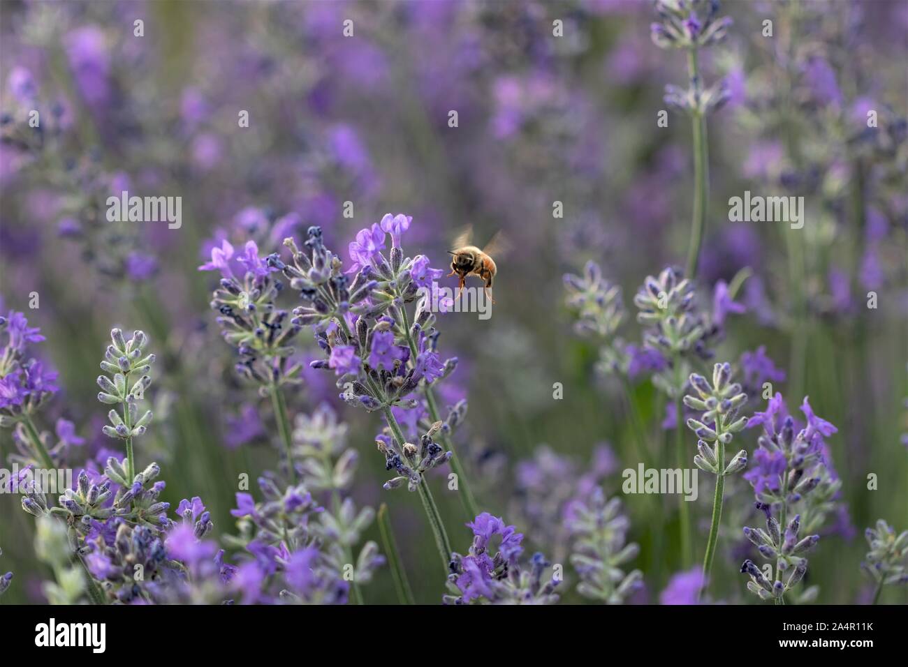 Il miele delle api su fiori di lavanda. Foto Stock