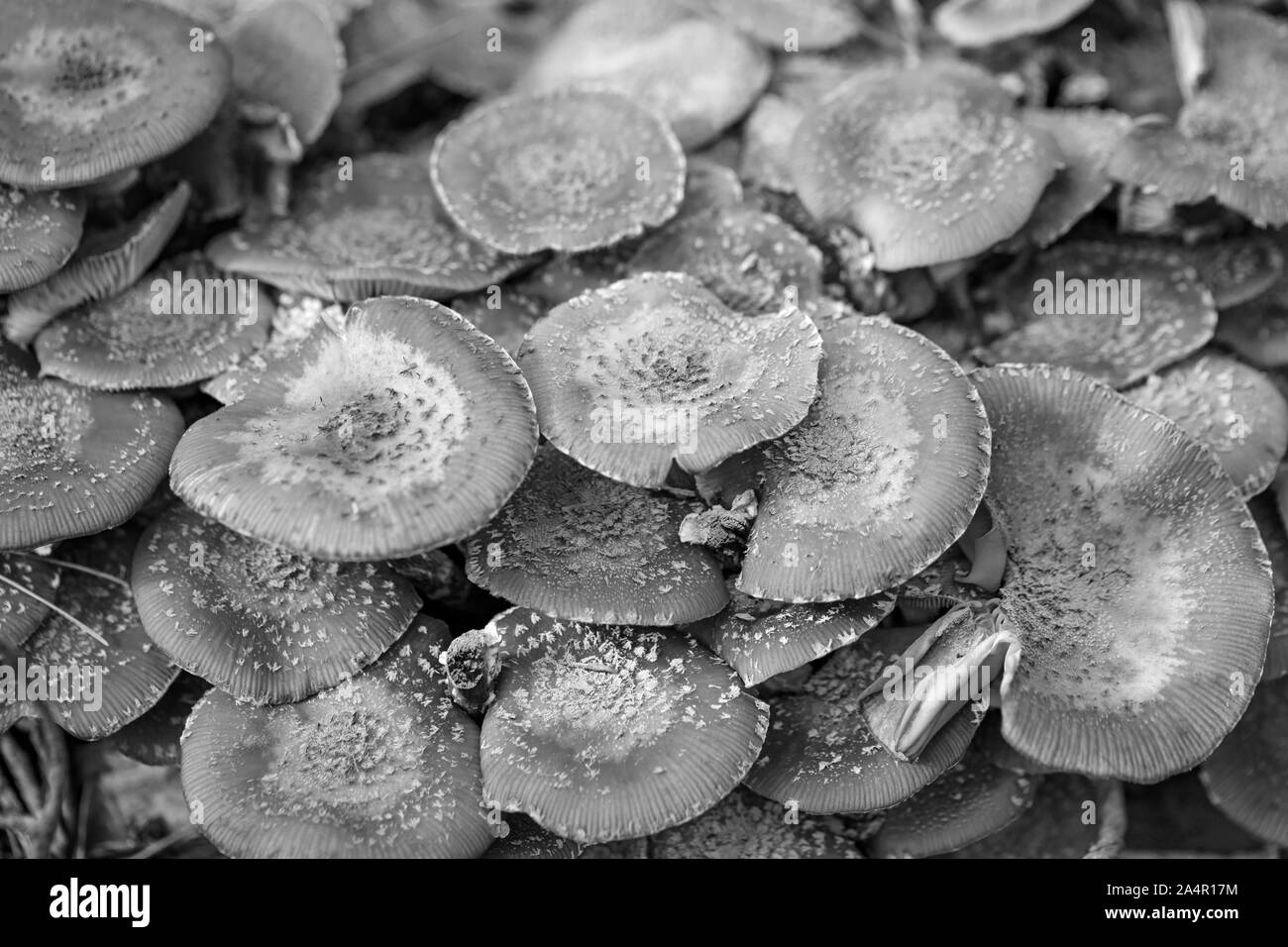 Il miele fungo - funghi nei boschi polacchi. Foto Stock