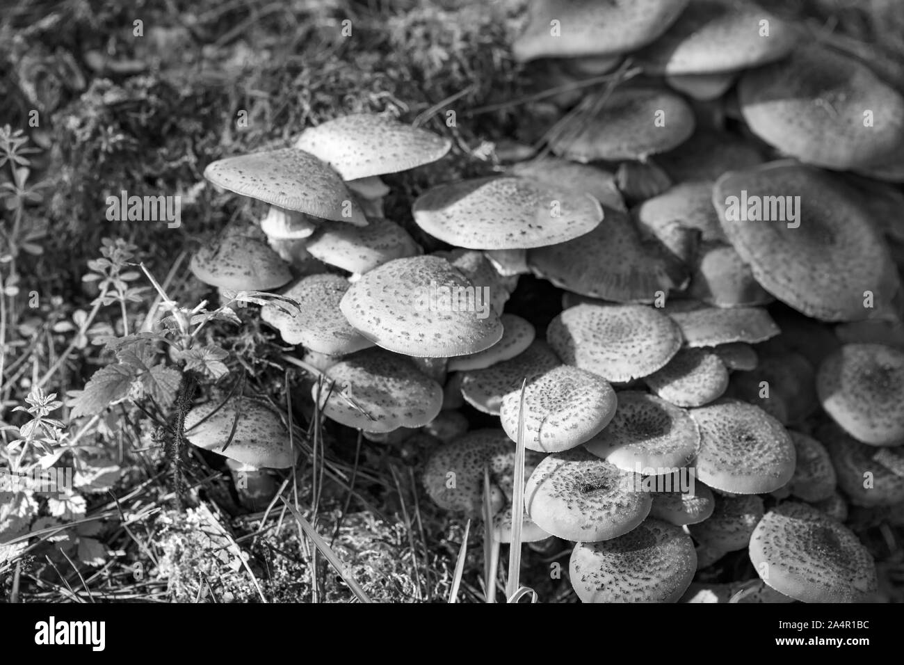 Il miele fungo - funghi nei boschi polacchi. Foto Stock